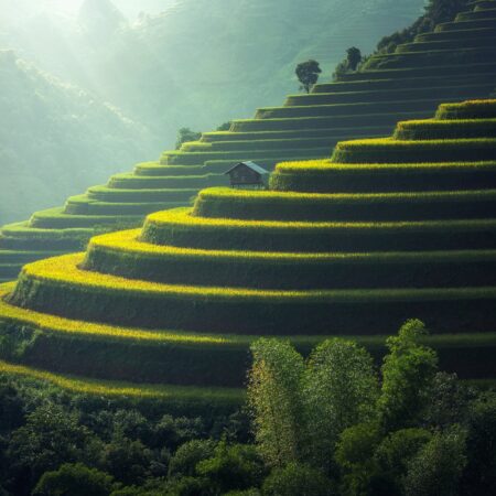 rice-plantation-1822444_1920